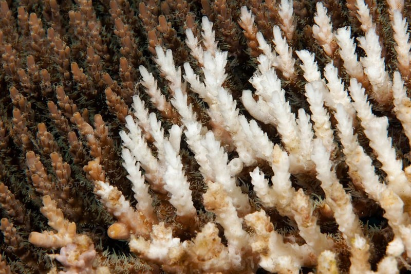 Dead coral