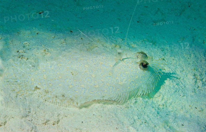 Leopard Flounder (Bothus pantherinus) on the seabed