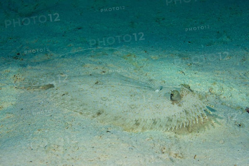 Leopard Flounder (Bothus pantherinus) on the seabed