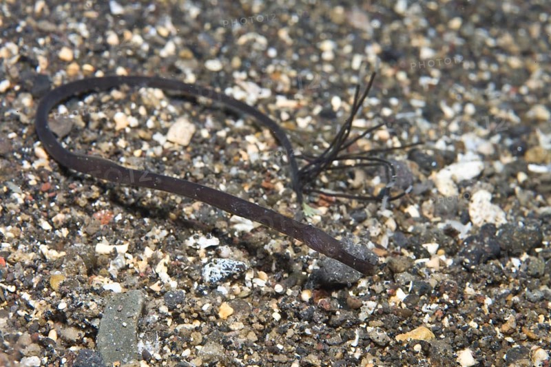 Double-ended pipefish (Trachyrhamphus bicoarctatus)