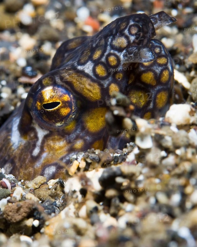 Napoleon snake eel (Ophichthus bonaparti)