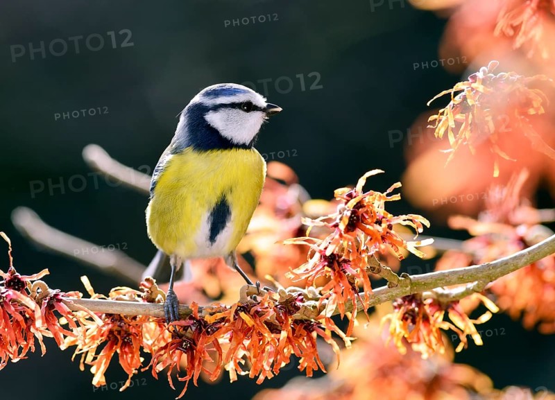 Blue Tit (Cyanistes caeruleus) perched on flowering witch hazel (Hamamelis x intermedia Jelena)