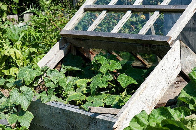 Cold frame in a garden