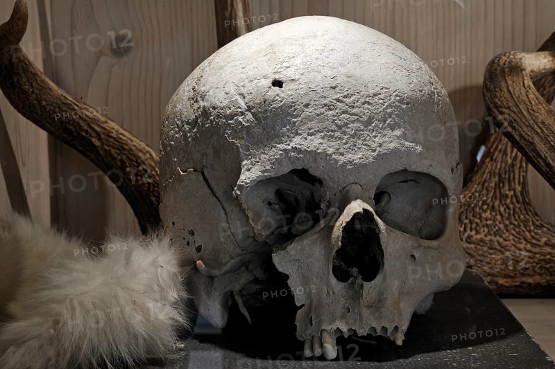 Skull