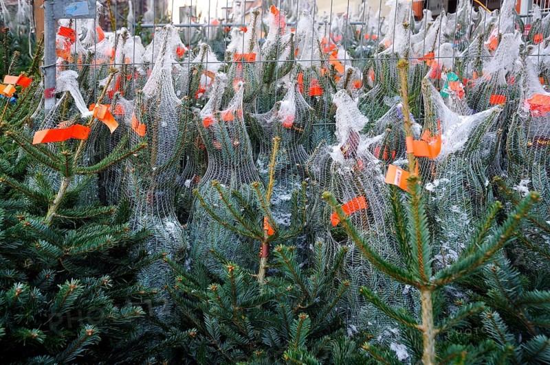 Christmas trees packed in netting at a Christmas market