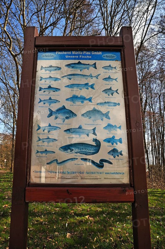 Information panel on fish living in the Mueritz River