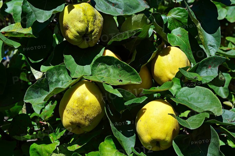 Autumn apples