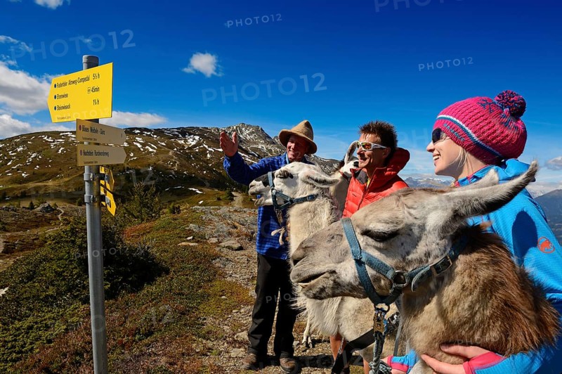 Llama tour at the summit of Boeses Weibele Mountain in the Defregger Group
