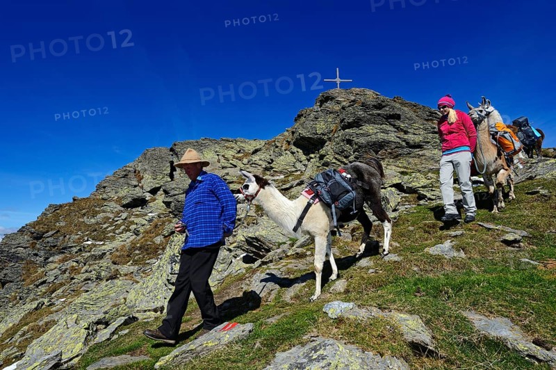 Llama tour to the summit of Boeses Weibele Mountain in the Defregger Group