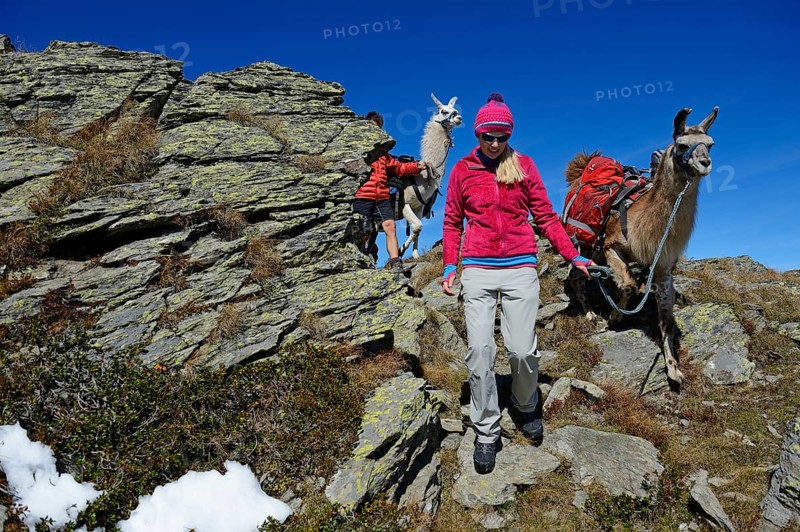 Llama tour at the summit of Boeses Weibele Mountain in the Defregger Group