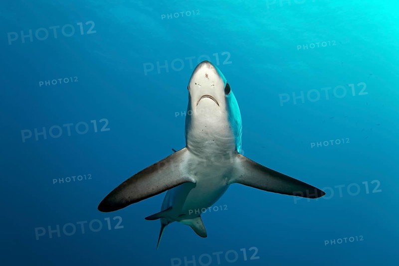 Common Thresher Shark (Alopias vulpinus)