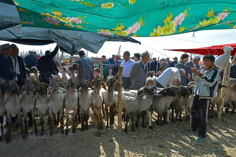 Boy stretching a sunshade at a Uighur animal market
