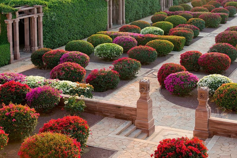 Gardens with colourful bougainvillea bushes