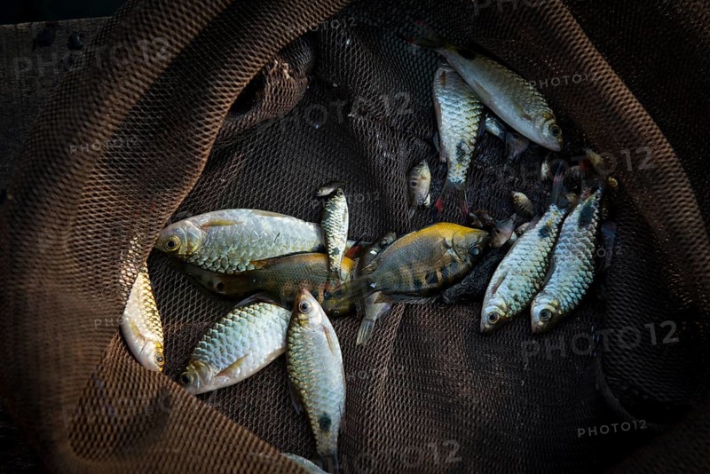 Small fish in a net