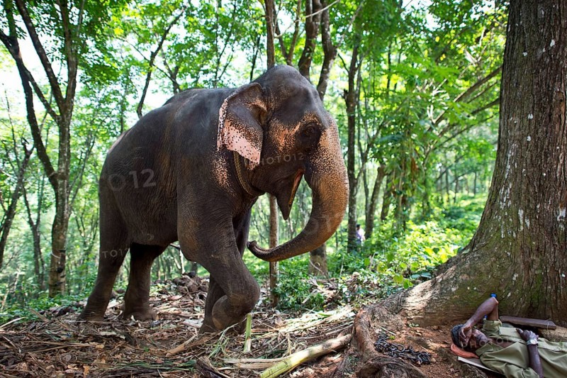 Asian Elephant (Elephas maximus)
