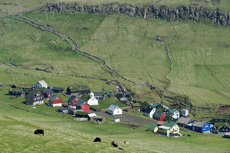 Grazing sheep