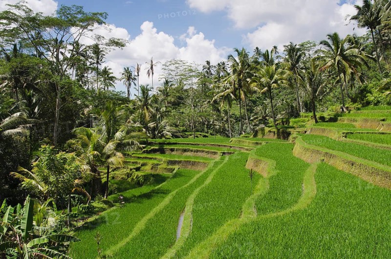 Rice terrace landscape with coconut trees