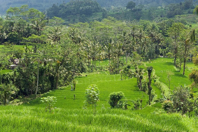 Rice terrace landscape with coconut palms