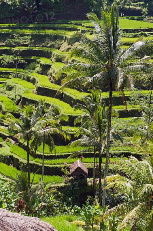 Rice terraces and coconut trees