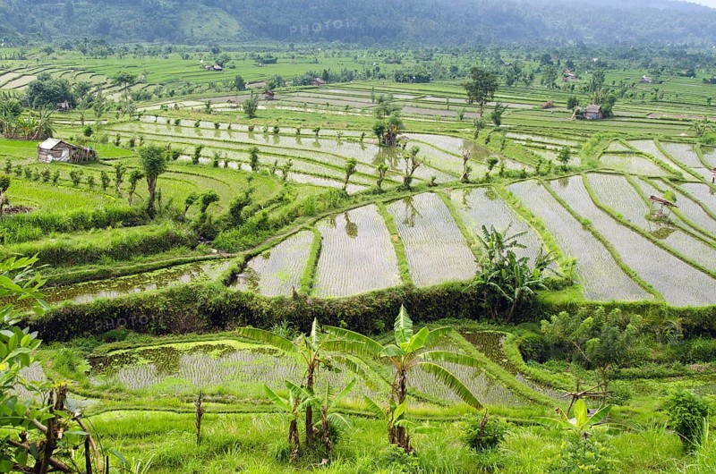Rice terraces