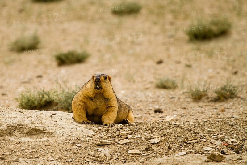 Himalayan Marmot (Marmota Himalayana)