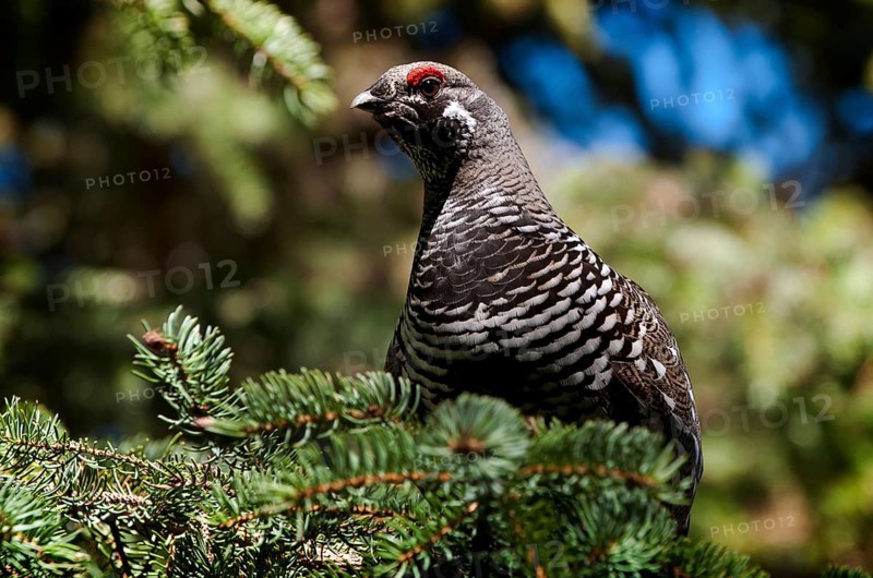 A male Spruce Grouse or Canada Grouse (Falcipennis canadensis)