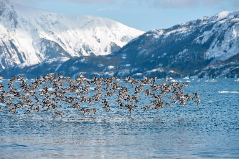 Rock sandpipers (Calidris ptilocnemis)