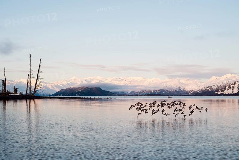 A flock of Rock sandpipers (Calidris ptilocnemis)