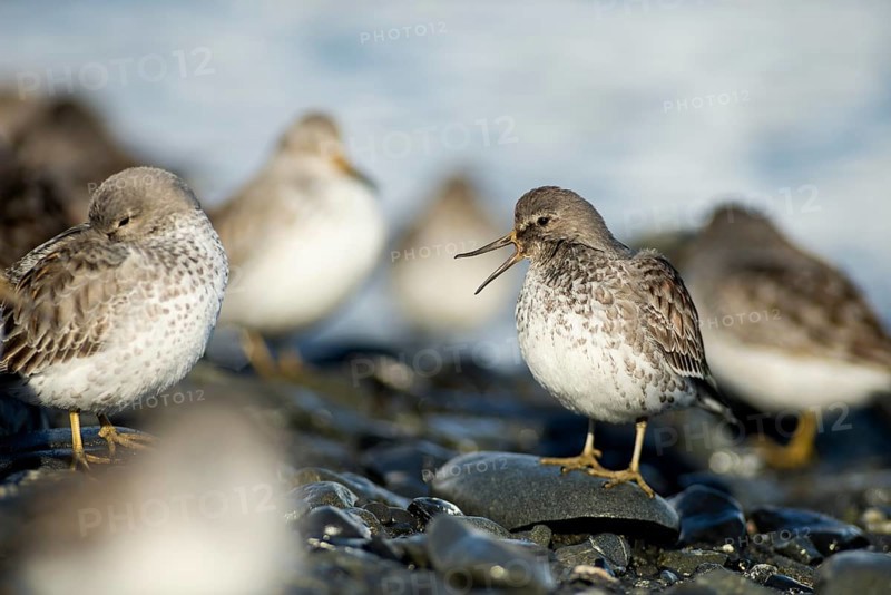 Rock sandpipers (Calidris ptilocnemis)