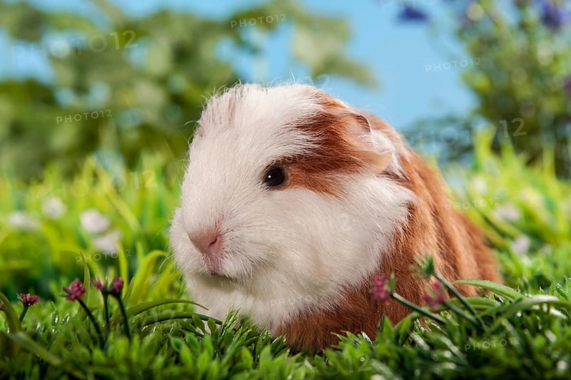 Swiss Teddy Guinea Pig or CH-Teddy