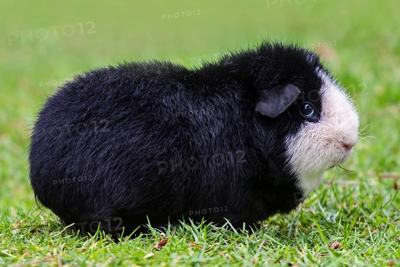 US American Teddy Guinea Pig
