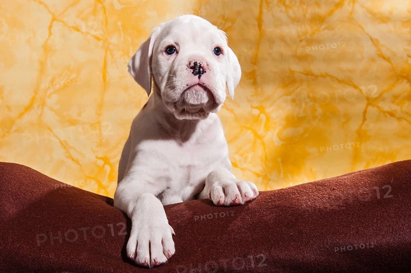 Boxer dog