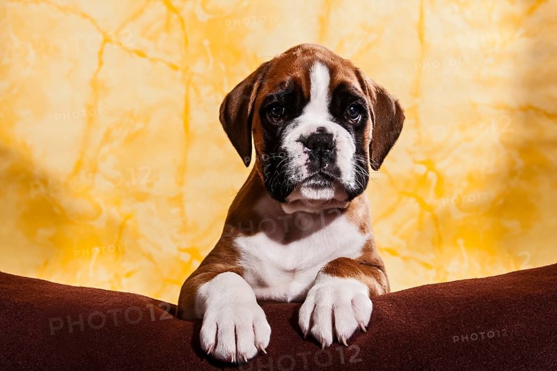 Boxer dog