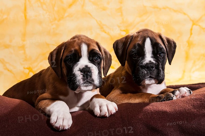 Two Boxer dogs