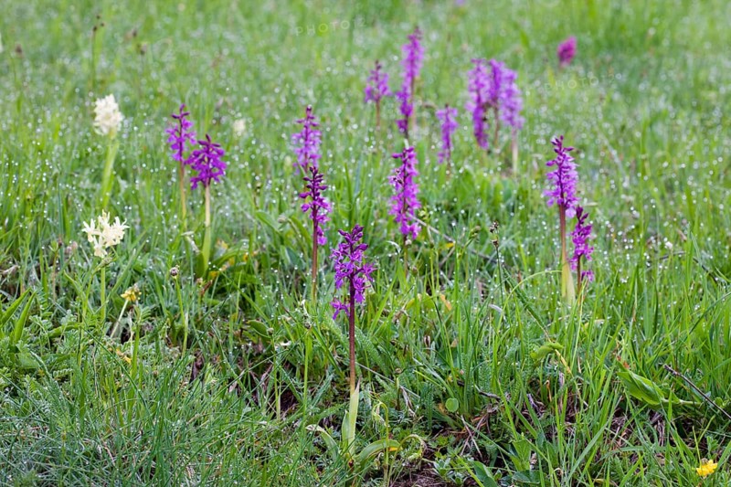 Elder-flowered Orchid (Dactylorhiza sambucina)