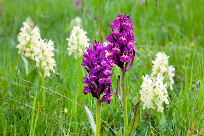 Elder-flowered Orchid (Dactylorhiza sambucina)