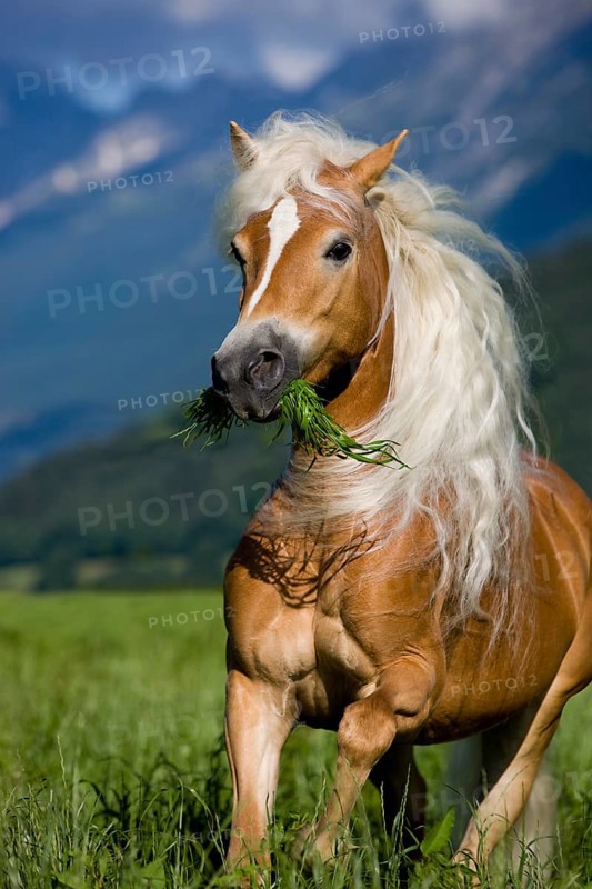 Haflinger mare
