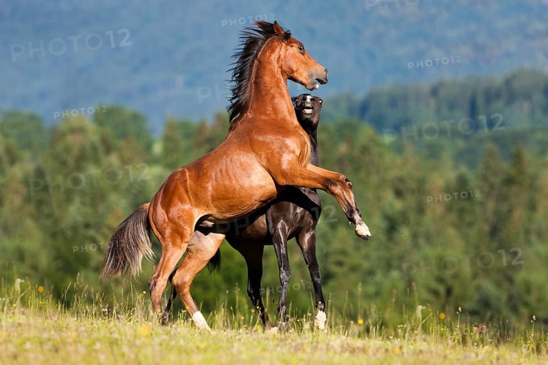 Austrian Warmblood and a Morgan Horse stallion fighting