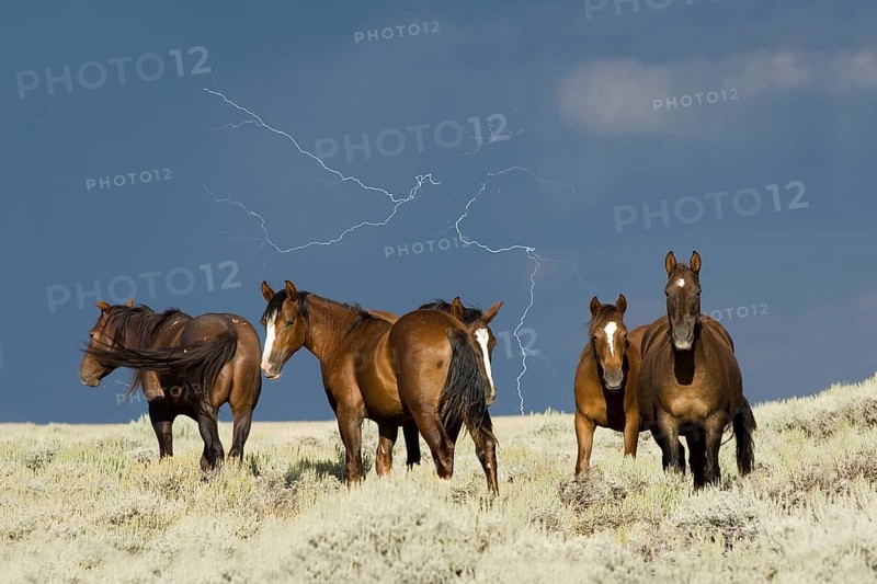 Mustang herd