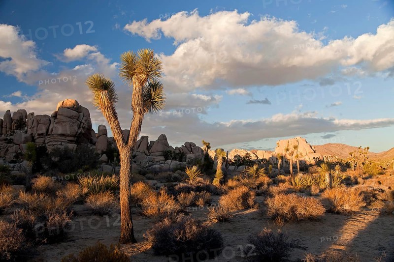Hidden Valley with Joshua tree (Yucca brevifolia) and rocks