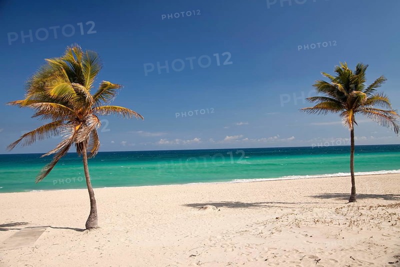 Palm trees on the beach at Santa Maria del Mar
