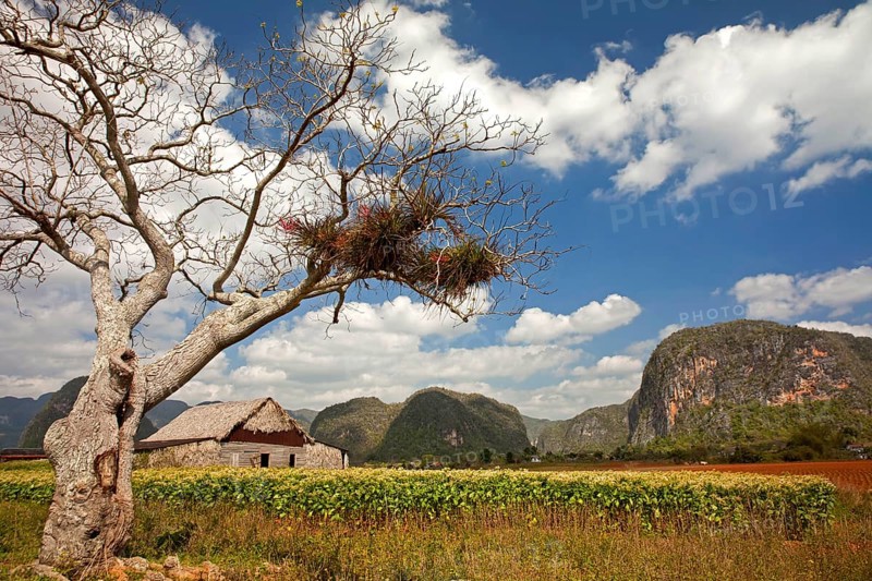 Landscape with Karst mountains and the cultivation of tobacco