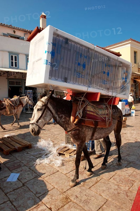 Pack pony moving a fridge