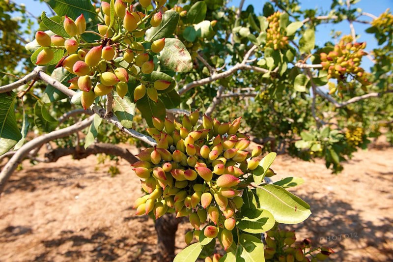 Pistachio fruits (Pistacia vera)