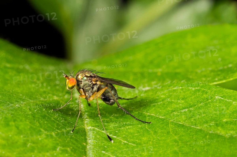 Dolyfly (Dolichopus sp.)