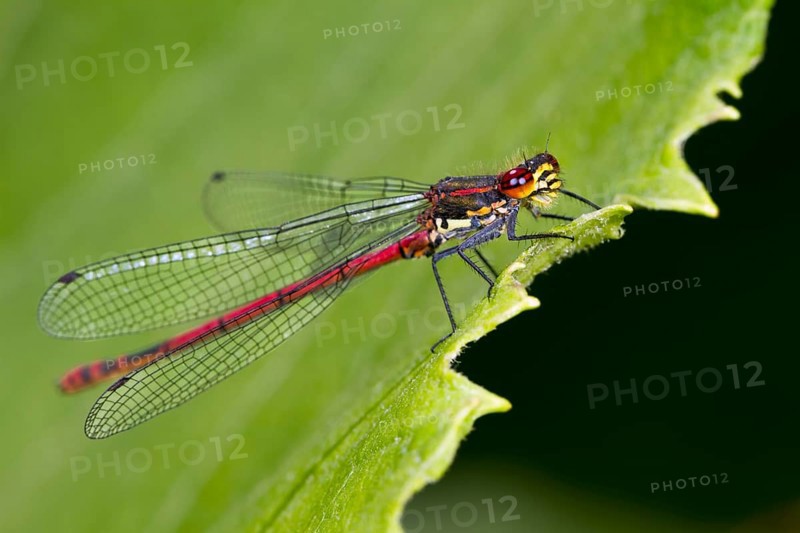 Large red damselfly (Pyrrhosoma nymphula)