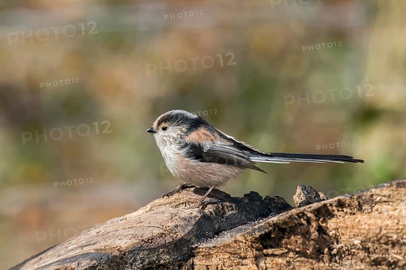 Long-tailed tit (Aegithalos caudatus)