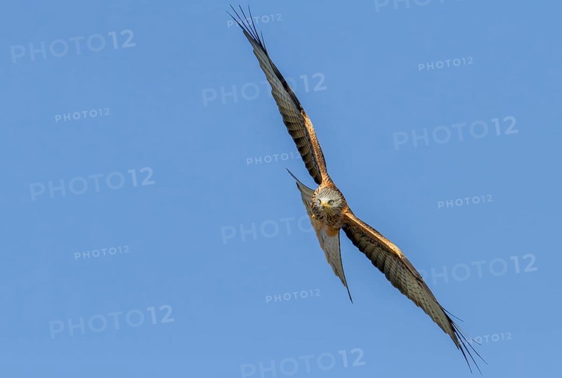 Red Kite (Milvus milvus)