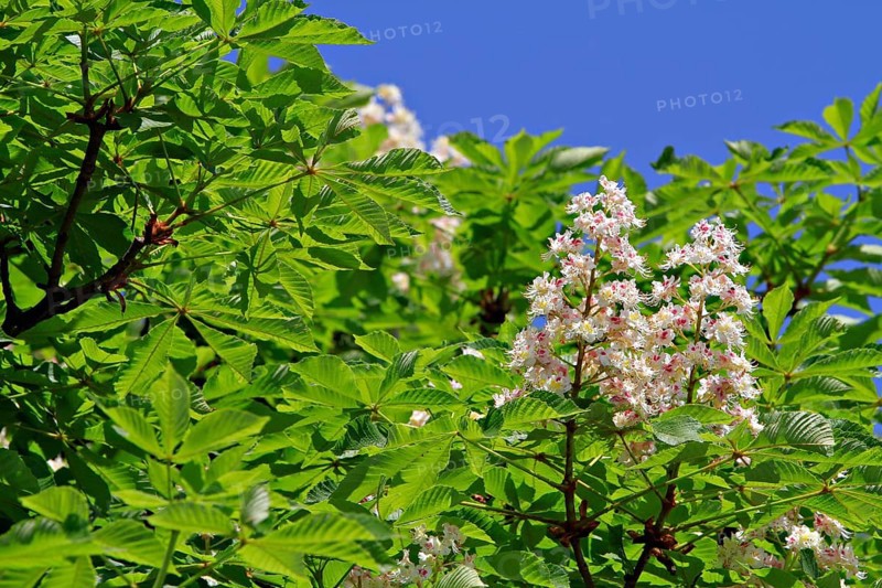 Horse Chestnut or Conker Tree (Aesculus hippocastanum)