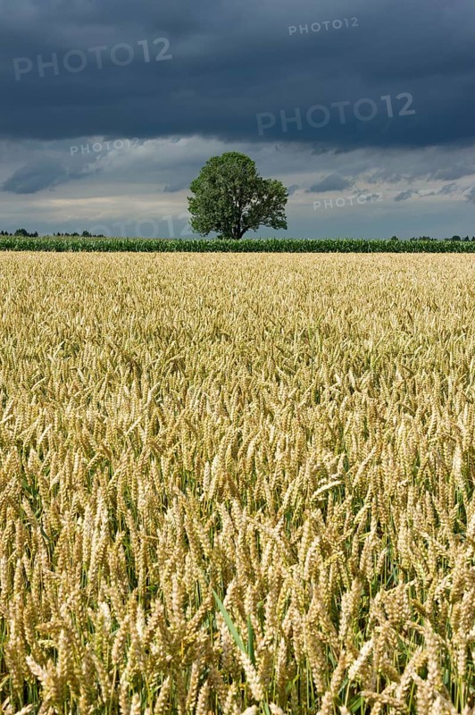 Common Ash (Fraxinus excelsior) behind a wheat field (Triticum L.) with dark storm clouds